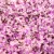 Miyuki Delica Japanese Seed Bead  size : 11/0 - Mix 120