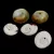 Shell - cross drilled - appr. 13x5mm