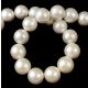 Shell bead - Etched White - 8mm