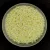 Miyuki Japanese Round Seed Bead - 514 - Ceylon Lemon - size:15/0