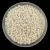Miyuki Japanese Round Seed Bead - 594 - Ceylon Cream - size:15/0