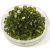Preciosa bicone gyöngy - Olivine - 4mm - 50db