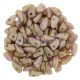 Czech Mates Prong - Alabaster Rose bronze Luster  - 3x6mm